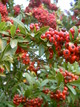 Pyracantha (Belgentier, 23 Janvier 2005)