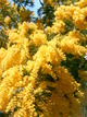 Mimosa en fleurs (Bormes les Mimosas, 13 Février 2005)