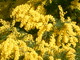 Mimosa en fleurs (Bormes les Mimosas, 13 Février 2005)