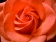 Rose de la Tour Beline (Aix-en-Provence, 18 Février 2005)