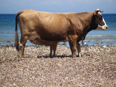 Vache et son veau sur la plage (Barcaggio, 6 Mai 2005)