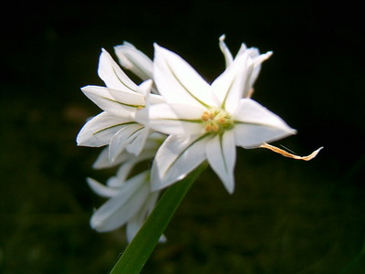 Fleur de muscari (Promenade du château fort, Calanche de Piana, 4 Mai 2005)