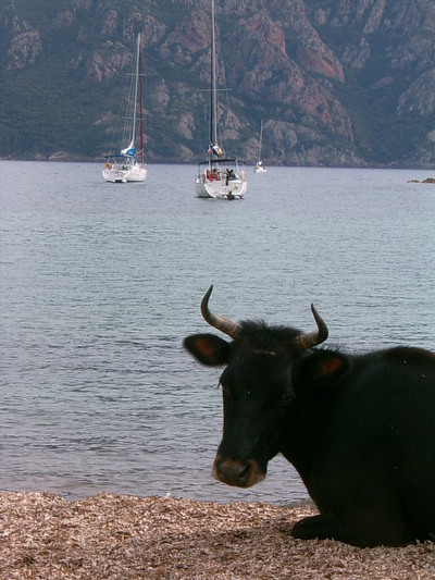 Vache plagiste (Girolata, 4 Mai 2005)