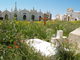 Cimetière marin (Bonifacio, 1er Mai 2005)