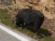 Cochon sur la route (Corse, 3 Mai 2005)
