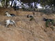 Chèvres sur la route (Corse, 3 Mai 2005)