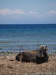 La plage, c’est vachement bien (Barcaggio, 6 Mai 2005)