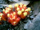 Champignon multicolore (Sentier de Guy le Facteur en direction de Girolata, 4 Mai 2005)