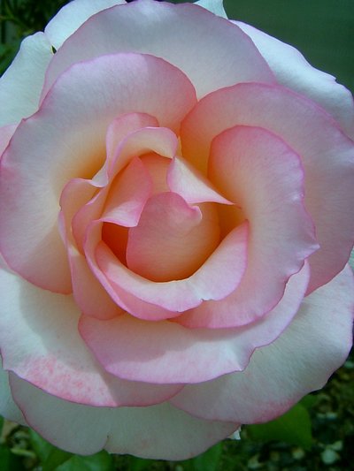 Rose du jardin (Lectoure, 19 juin 2005)