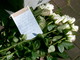 Bouquets de roses devant la maison d'Anne Frank