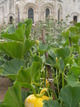 Courges dans les jardins de l’abbaye Saint-Georges de Boscherville (Saint-Martin de Boscherville,20 juillet 2005)