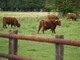 Highland Cattle aux alentours de Saint-Martin de Boscherville (20 juillet 2005)