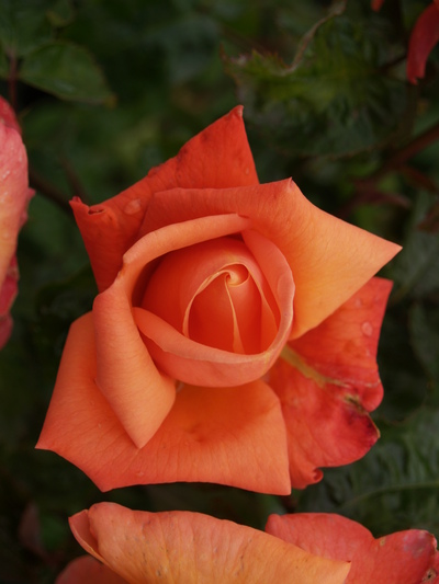 Rose (Powercourt gardens, 30 juillet 2005)