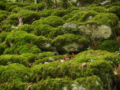 Verdure dans les jardins de Muckross (Ring of Kerry, 2 août 2005)
