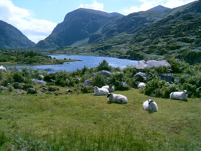 Moutons sur le chemin du Gap of Dunloe (Ring of Kerry, 2 août 2005)