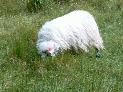 Mouton dans le vent (Ring of Kerry, 2 août 2005)