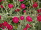 Fleurs (Glendalough, 30 juillet 2005)