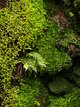 Grotte de verdure (Powercourt gardens, 30 juillet 2005)