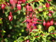 Fleurs (Péninsule de Dingle, 1 août 2005)