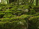 Verdure dans les jardins de Muckross (Ring of Kerry, 2 août 2005)