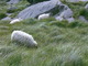 Mouton dans le vent (Ring of Kerry, 2 août 2005)