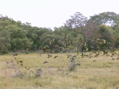  Envol de perroquets verts (31 octobre 2005)