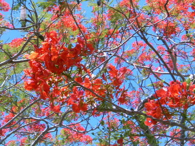  Fleurs de flamboyants (31 octobre 2005)