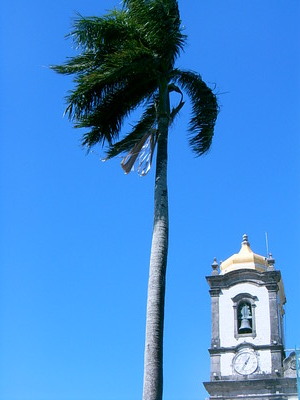  Cocotier et clocher de l’&eacute;glise Nuestro Senhor do Bonfim ( 6 novembre 2005)