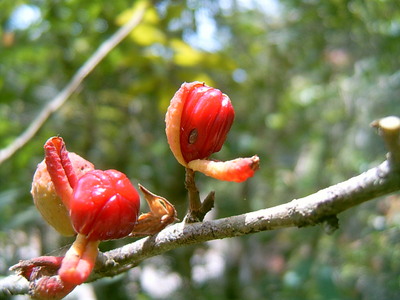  Fruit rouge (11 novembre 2005)