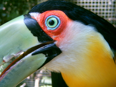  Gros plan sur le toucan à bec vert (12 novembre 2005)
