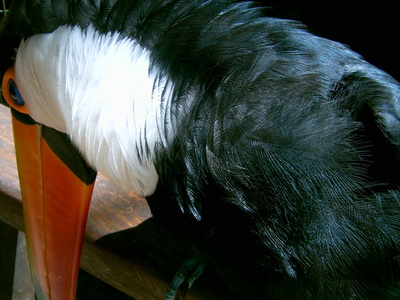  Toucan jaune (12 novembre 2005)