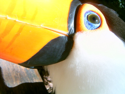  Gros plan sur le toucan jaune (12 novembre 2005)