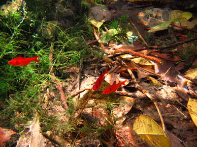  Petits poissons rouges ( 3 novembre 2005)