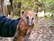  Bébé coati (31 octobre 2005)