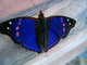  Papillon bleu (11 novembre 2005)