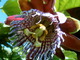  Fleur de maracuja (11 novembre 2005)