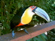  Toucan à bec vert au parc ornithologique (12 novembre 2005)
