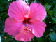  Fleur d’hibiscus à Florianopolis (14 novembre 2005)