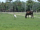  Tuyuyu et cheval (31 octobre 2005)