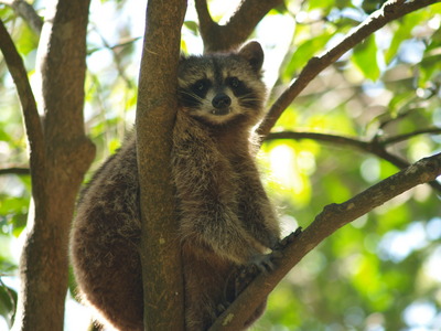  Racoon au parc des Mamelles (Route de la Traversée, 20 mars 2006)