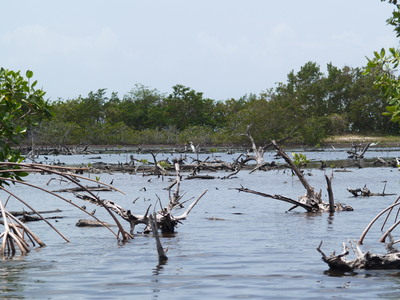  Etang bois-sec dans la mangrove (Mangrove de Petit-Canal, 27 mars 2006)