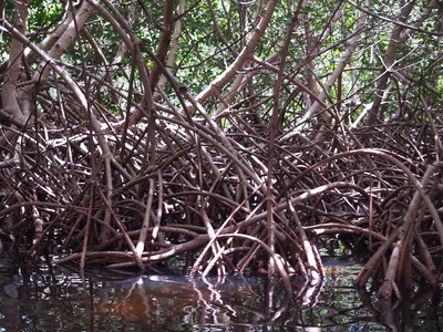  Enchevêtrement de racines de palétuviers (Mangrove de Petit-Canal, 27 mars 2006)