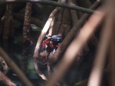  Crabe caché dans les racines de palétuviers (Mangrove de Petit-Canal, 27 mars 2006)