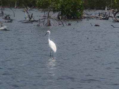  Héron dans la mangrove (Mangrove de Petit-Canal, 27 mars 2006)