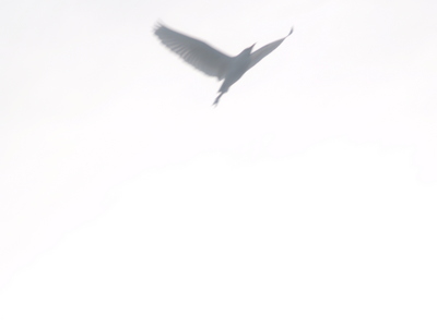  Mouette en plein vol (Mangrove de Petit-Canal, 27 mars 2006)