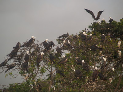  Squatt d’oiseaux sur les palétuviers (Mangrove de Petit-Canal, 27 mars 2006)