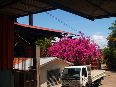  Bougainvillier à la distillerie Montebello (29 mars 2006)