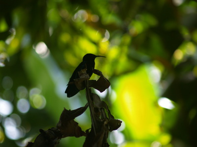  Colibri dans le jardin de Montebello (29 mars 2006)