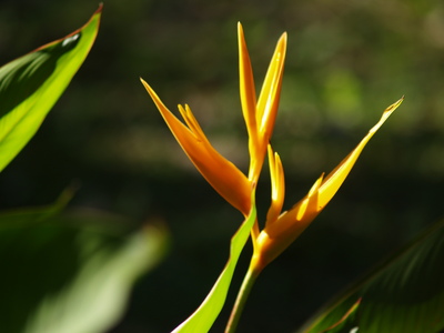  Fleur d’oiseau de paradis (Montebello, 29 mars 2006)