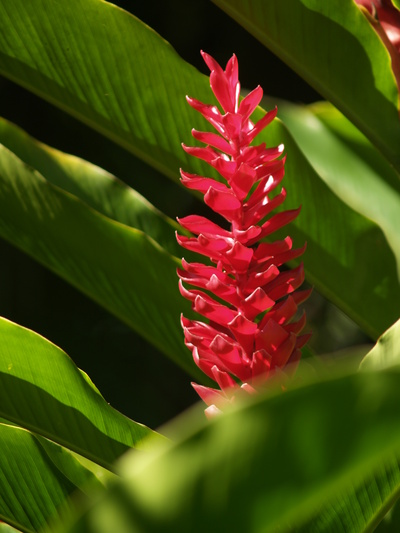  Alpinia (Montebello, 29 mars 2006)